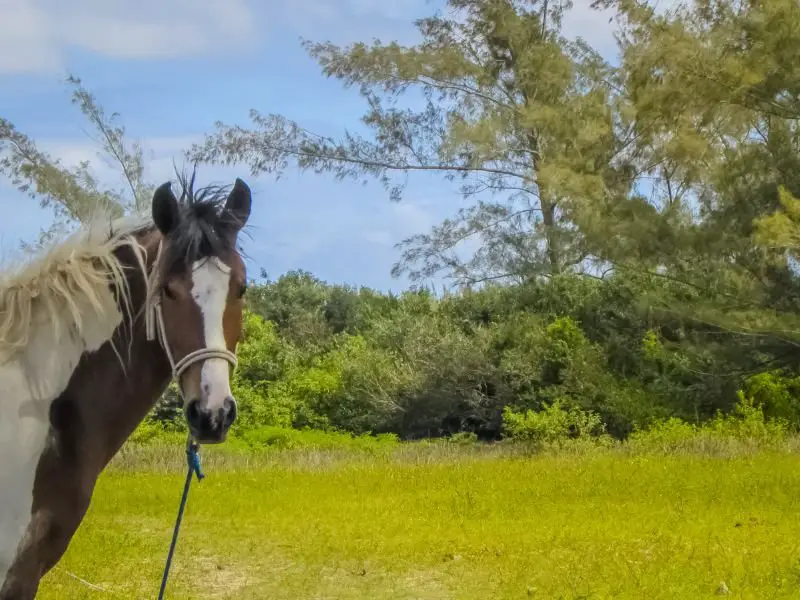 Understanding Your Horse's Digestive System