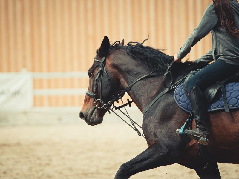 How to Stop a Horse from Pulling on the Bit: 7 Simple Steps
