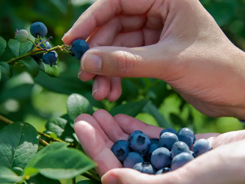 Wrapping Up About Blueberries and Horses