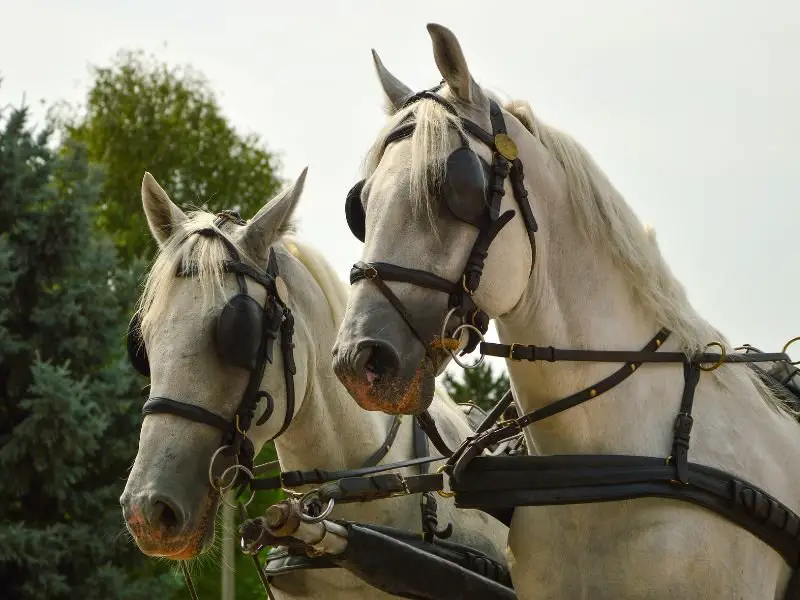 2 horses wearing blinders
