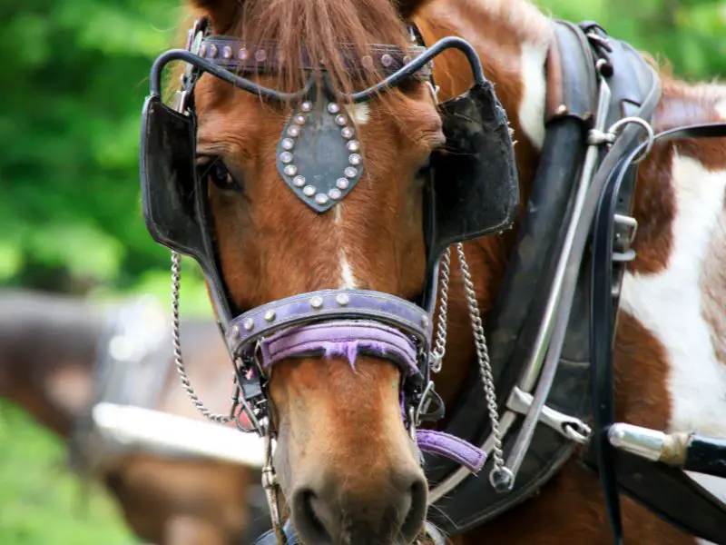 horse blinders while driving