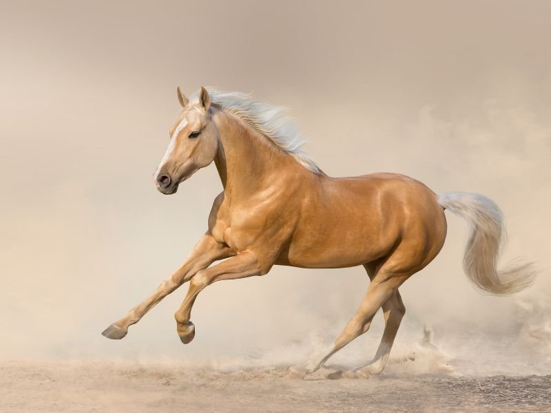 Golden Akhal-Teke