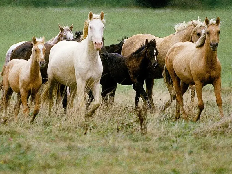 Golden American Saddlebred