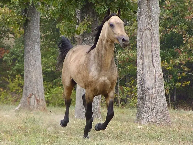 Golden Missouri Fox Trotter