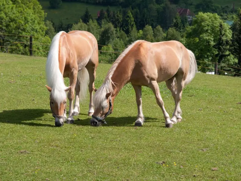 Golden Haflinger