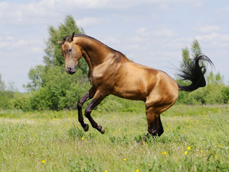 Golden Buckskin Akhal-Tekes