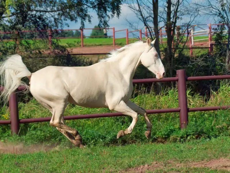 Golden Cremello