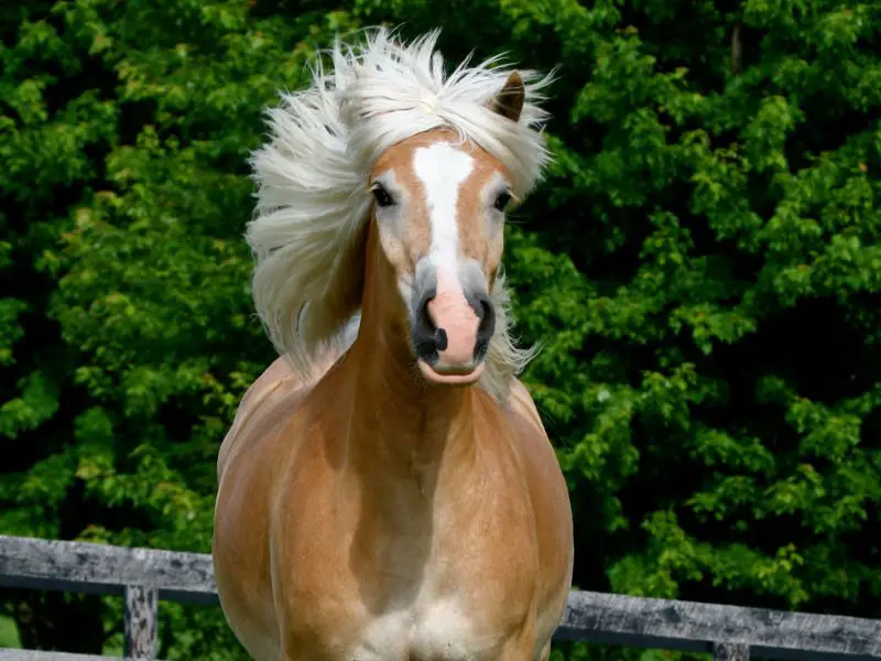 Golden Flaxen Chestnut