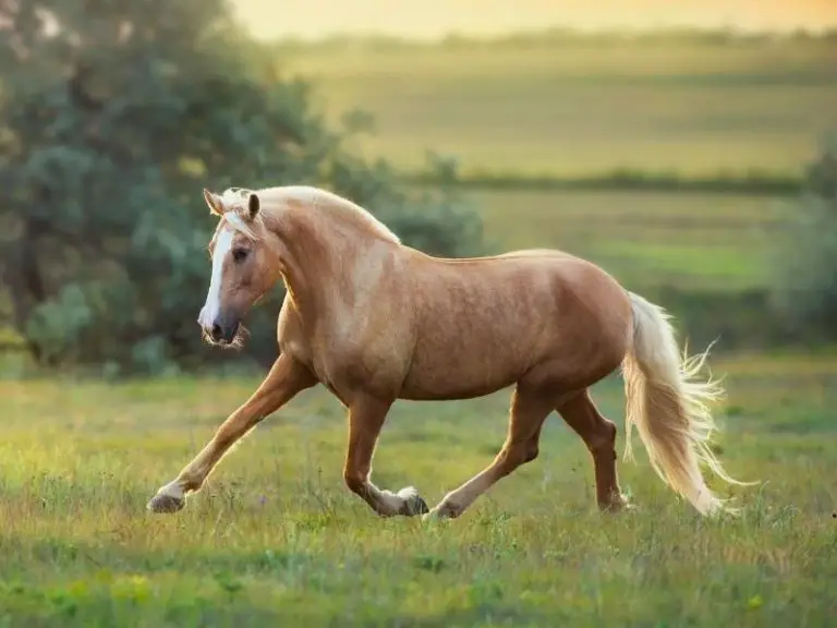 Why Horses Pin Their Ears Back! What They are Signaling