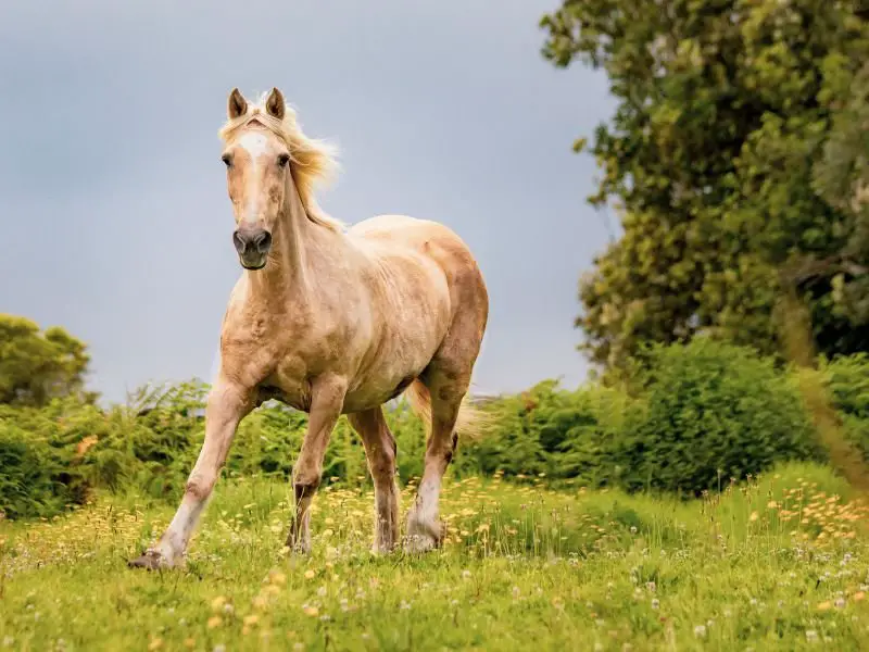 Golden Lusitano
