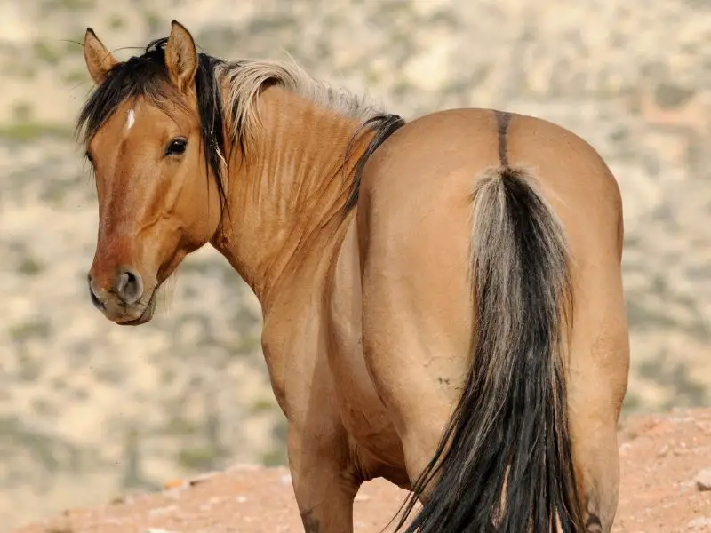 Golden Mustang