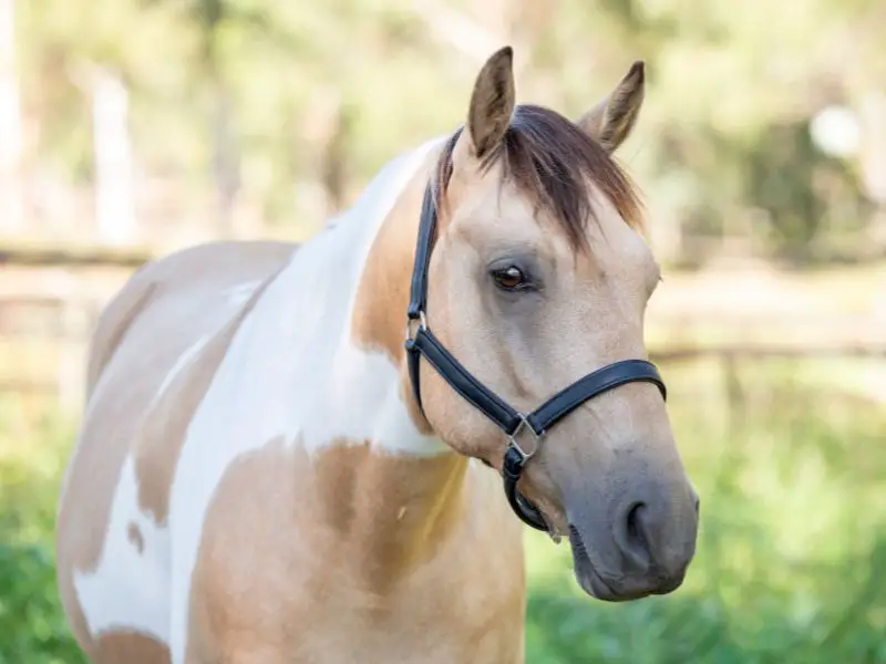 Golden Paint Horse
