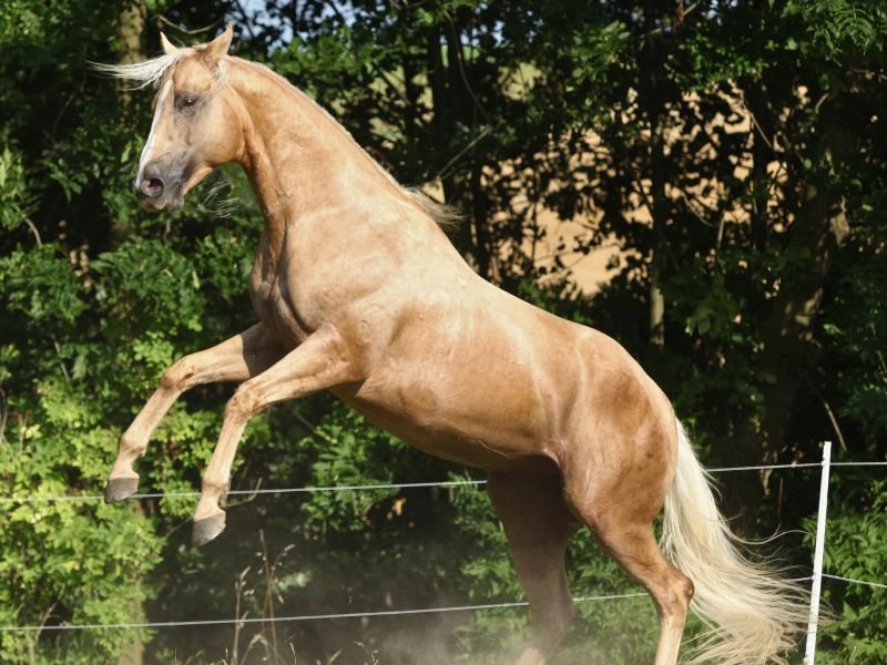 Golden Quarter Horse

