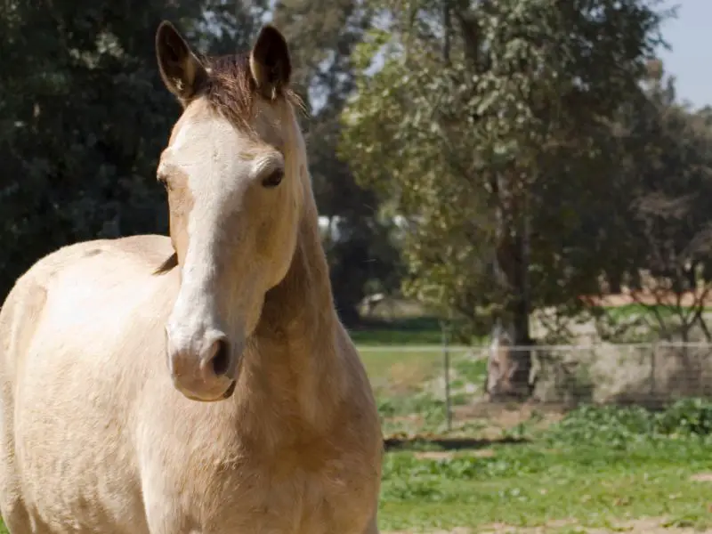 Golden Tennessee Walker