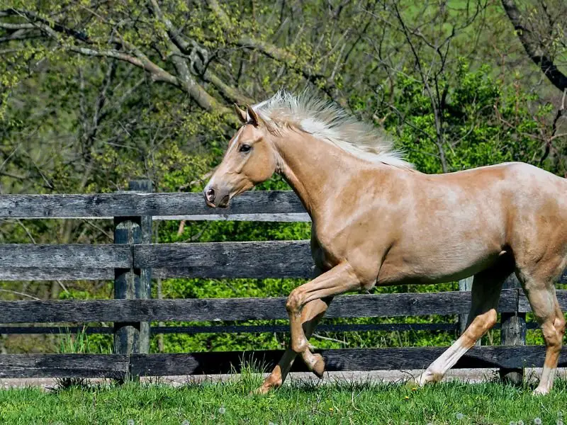 Golden Thoroughbred
