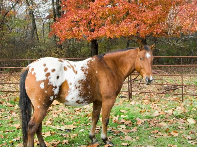 choosing the right boarding farm