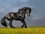 Friesian Horses: Horse Breed Information