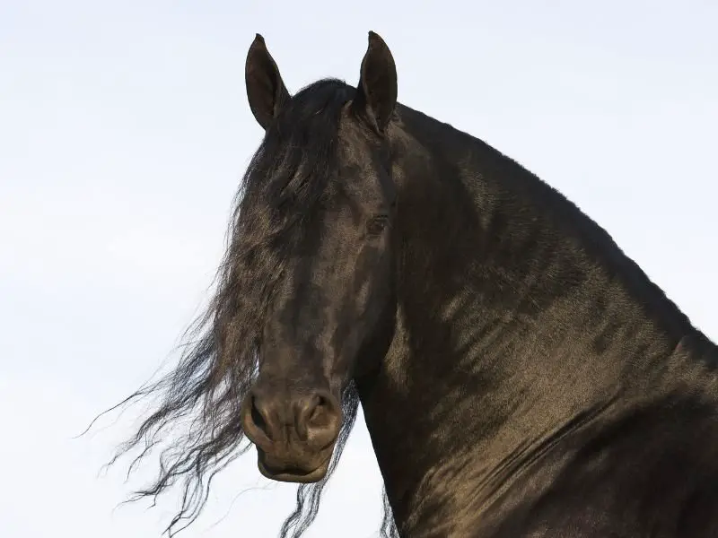 Friesian Temperament and Personality