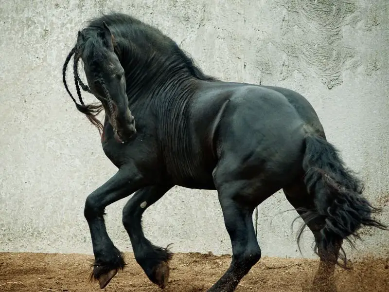 Friesian Unique Physical Traits