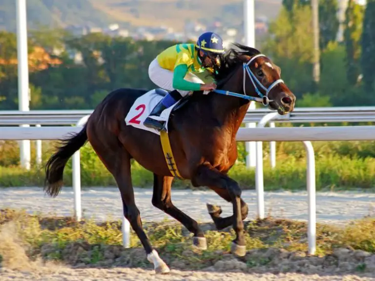 Why Horses Pin Their Ears Back! What They are Signaling