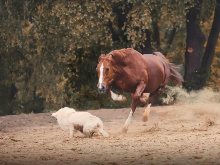 Why Horses Pin Their Ears Back! What They are Signaling