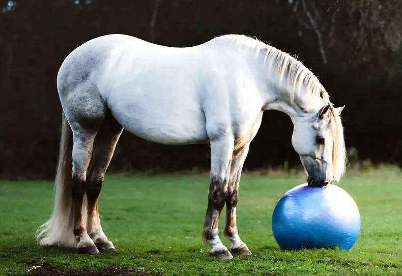 boredom busters for your horse