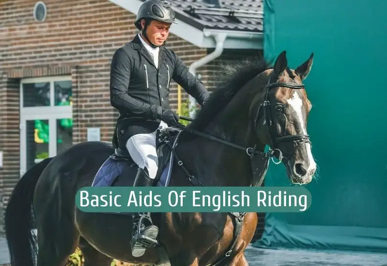 Basic Aids For English Horseback Riding