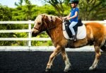 holding the English reins correctly