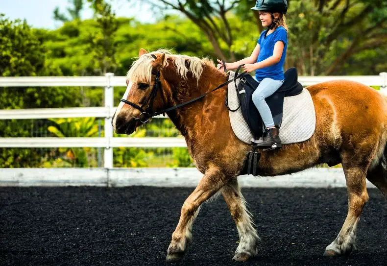 holding the English reins correctly