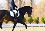 holding the reins while riding dressage English style