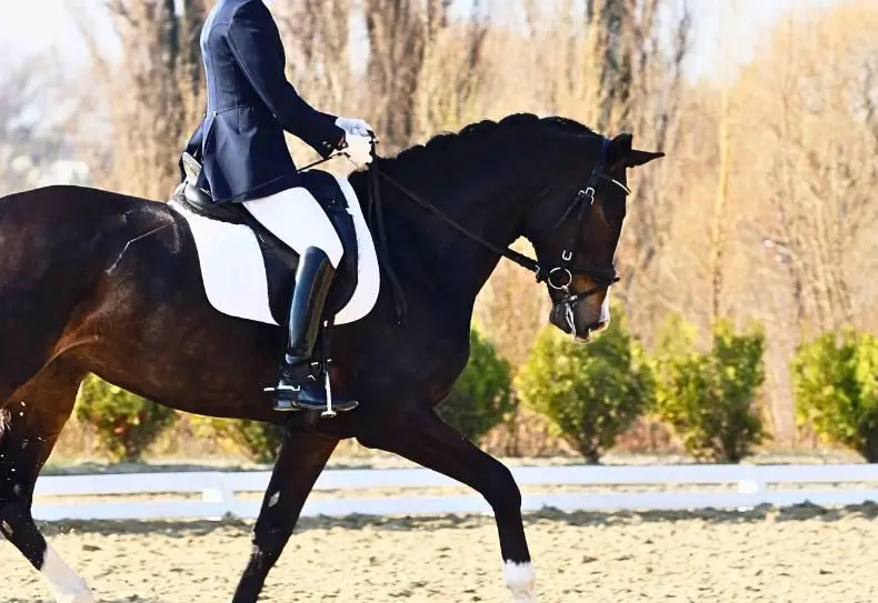 holding the reins while riding dressage English style
