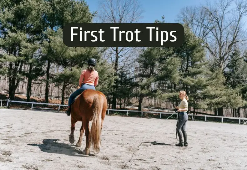 Tips For First Time Trotting