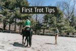 Tips For First Time Trotting