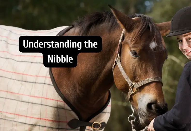 A calm brown horse gently nibbling on a person's jacket sleeve, an example of horse communication and behavior.
