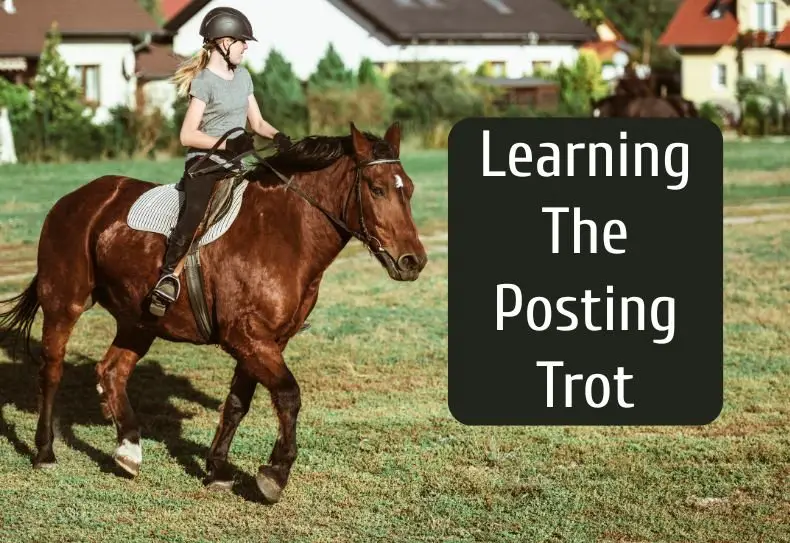 Beginner rider learning the rising trot on a horse, focusing on balance, rhythm, and soft movement in the saddle.